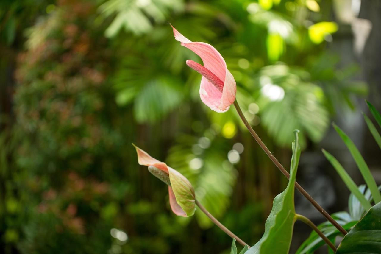 Pundi Kaya Hotel Ubud Eksteriør billede